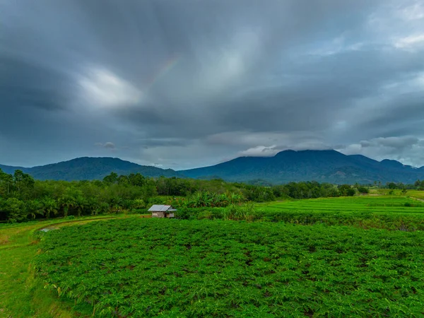 Beautiful morning view indonesia Panorama Landscape paddy fields with beauty color and sky natural light