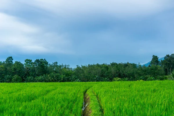Beautiful morning view indonesia Panorama Landscape paddy fields with beauty color and sky natural light
