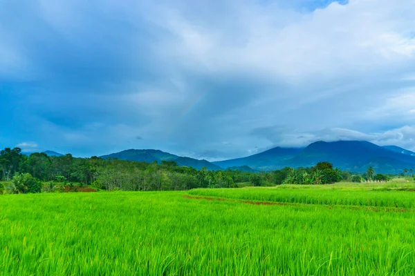 Beautiful morning view indonesia Panorama Landscape paddy fields with beauty color and sky natural light