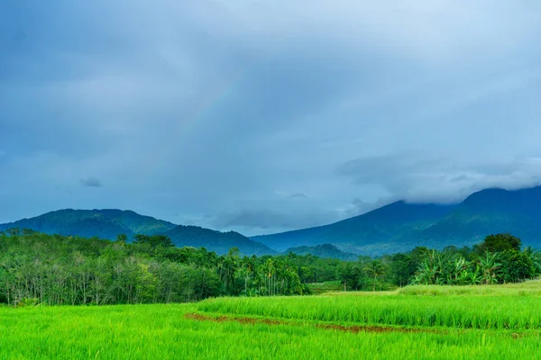 Beautiful morning view indonesia Panorama Landscape paddy fields with beauty color and sky natural light