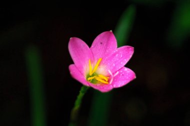Endonezya 'nın doğal güzelliği, küçük bitkiler ve hayvanlar, bitki ve hayvanların makro fotoğrafları.