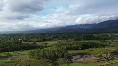 Beautiful morning view indonesia Panorama Landscape paddy fields with beauty color and sky natural light