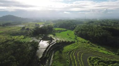 Beautiful morning view indonesia Panorama Landscape paddy fields with beauty color and sky natural light