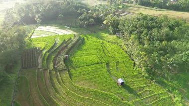 Beautiful morning view indonesia Panorama Landscape paddy fields with beauty color and sky natural light