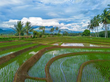 Beautiful morning view indonesia Panorama Landscape paddy fields with beauty color and sky natural light