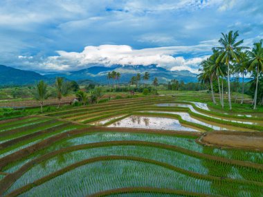 Beautiful morning view indonesia Panorama Landscape paddy fields with beauty color and sky natural light