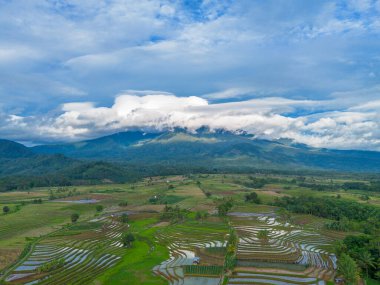 Beautiful morning view indonesia Panorama Landscape paddy fields with beauty color and sky natural light