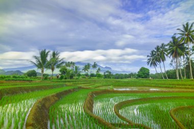 Beautiful morning view indonesia Panorama Landscape paddy fields with beauty color and sky natural light