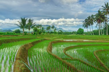 Beautiful morning view indonesia Panorama Landscape paddy fields with beauty color and sky natural light