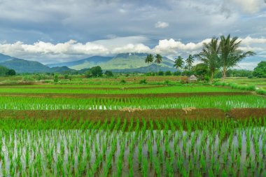 Beautiful morning view indonesia Panorama Landscape paddy fields with beauty color and sky natural light