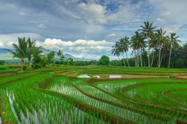 Beautiful morning view indonesia Panorama Landscape paddy fields with beauty color and sky natural light