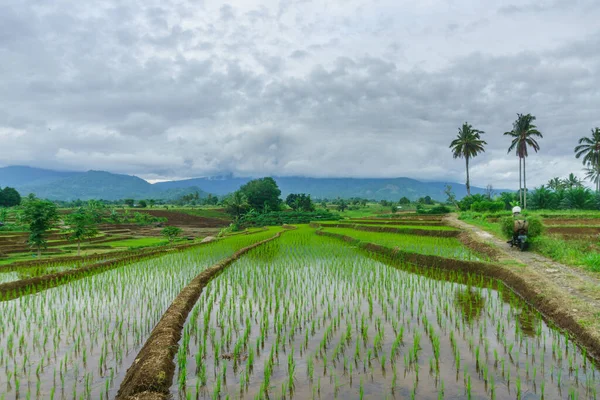 Beautiful morning view indonesia Panorama Landscape paddy fields with beauty color and sky natural light