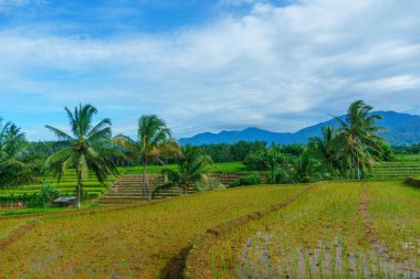 Beautiful morning view indonesia Panorama Landscape paddy fields with beauty color and sky natural light