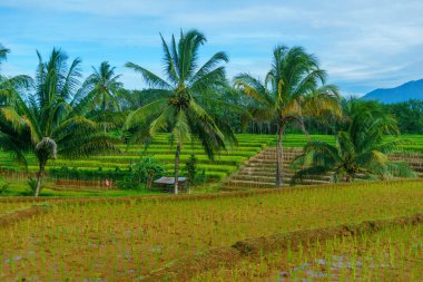 Beautiful morning view indonesia Panorama Landscape paddy fields with beauty color and sky natural light
