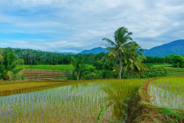 Beautiful morning view indonesia Panorama Landscape paddy fields with beauty color and sky natural light