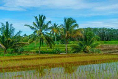 Beautiful morning view indonesia Panorama Landscape paddy fields with beauty color and sky natural light