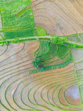 Beautiful morning view indonesia Panorama Landscape paddy fields with beauty color and sky natural light