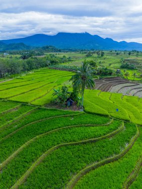 Beautiful morning view indonesia Panorama Landscape paddy fields with beauty color and sky natural light
