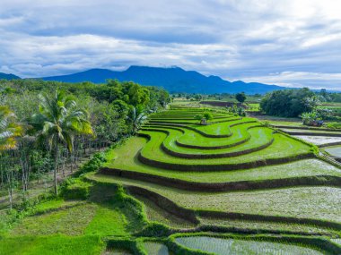 Beautiful morning view indonesia Panorama Landscape paddy fields with beauty color and sky natural light