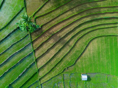 Beautiful morning view indonesia Panorama Landscape paddy fields with beauty color and sky natural light