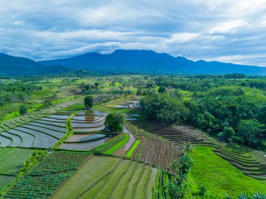 Beautiful morning view indonesia Panorama Landscape paddy fields with beauty color and sky natural light