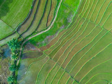 Beautiful morning view indonesia Panorama Landscape paddy fields with beauty color and sky natural light