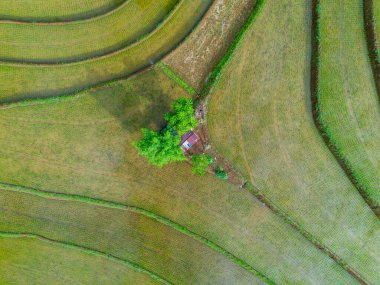 Beautiful morning view indonesia Panorama Landscape paddy fields with beauty color and sky natural light