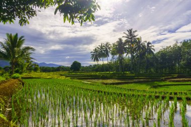 Beautiful morning view indonesia Panorama Landscape paddy fields with beauty color and sky natural light