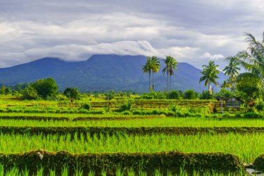 Beautiful morning view indonesia Panorama Landscape paddy fields with beauty color and sky natural light