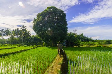 Beautiful morning view indonesia Panorama Landscape paddy fields with beauty color and sky natural light