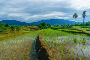 Beautiful morning view indonesia Panorama Landscape paddy fields with beauty color and sky natural light