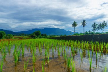 Beautiful morning view indonesia Panorama Landscape paddy fields with beauty color and sky natural light