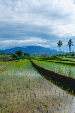 Beautiful morning view indonesia Panorama Landscape paddy fields with beauty color and sky natural light