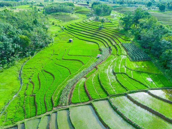 Beautiful morning view indonesia Panorama Landscape paddy fields with beauty color and sky natural light