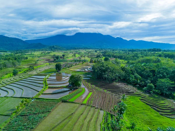 Beautiful morning view indonesia Panorama Landscape paddy fields with beauty color and sky natural light