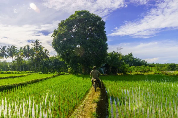 Beautiful morning view indonesia Panorama Landscape paddy fields with beauty color and sky natural light