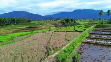 Beautiful morning view indonesia Panorama Landscape paddy fields with beauty color and sky natural light