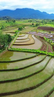 Beautiful morning view indonesia Panorama Landscape paddy fields with beauty color and sky natural light