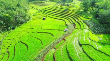 Beautiful morning view indonesia Panorama Landscape paddy fields with beauty color and sky natural light