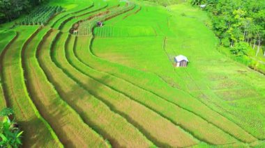 Beautiful morning view indonesia Panorama Landscape paddy fields with beauty color and sky natural light
