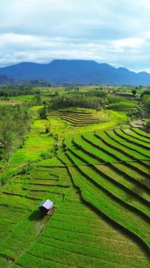 Beautiful morning view indonesia Panorama Landscape paddy fields with beauty color and sky natural light