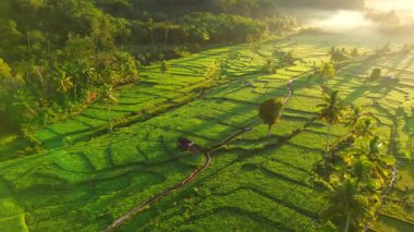 Endonezya 'da güzel bir sabah manzarası, dağ sıraları ve açık gökyüzü olan pirinç tarlalarının panoramik manzarası