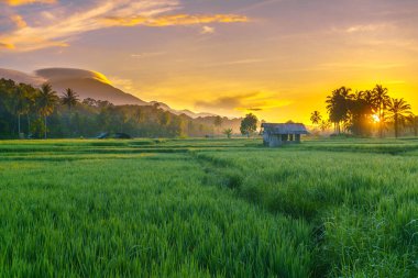 Endonezya 'da güzel bir sabah manzarası, dağ sıraları ve açık gökyüzü olan pirinç tarlalarının panoramik manzarası