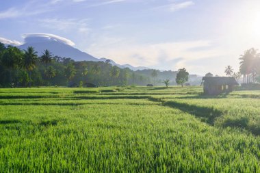 Endonezya 'da güzel bir sabah manzarası, dağ sıraları ve açık gökyüzü olan pirinç tarlalarının panoramik manzarası