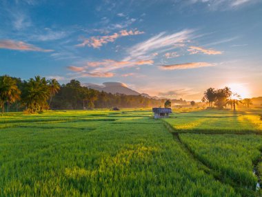 Endonezya 'da güzel bir sabah manzarası, dağ sıraları ve açık gökyüzü olan pirinç tarlalarının panoramik manzarası