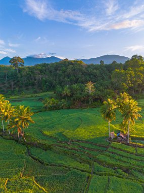 Endonezya 'da güzel bir sabah manzarası, dağ sıraları ve açık gökyüzü olan pirinç tarlalarının panoramik manzarası