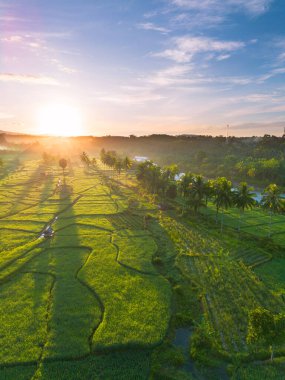 Endonezya 'da güzel bir sabah manzarası, dağ sıraları ve açık gökyüzü olan pirinç tarlalarının panoramik manzarası