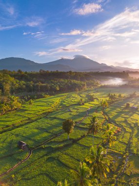 Endonezya 'da güzel bir sabah manzarası, dağ sıraları ve açık gökyüzü olan pirinç tarlalarının panoramik manzarası