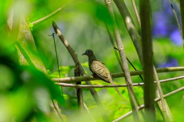 Endonezya 'nın tropikal ormanlarında kahverengi kuşlar