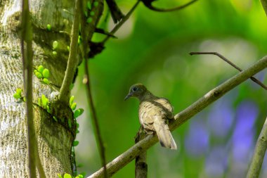 Endonezya 'nın tropikal ormanlarında kahverengi kuşlar